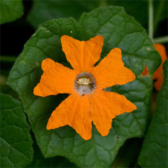 Momordica kirkii