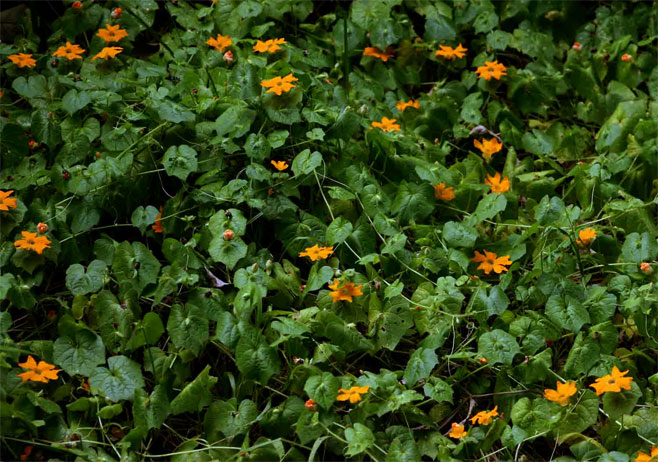 Momordica kirkii