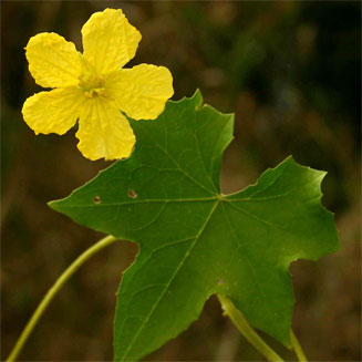Luffa cylindrica
