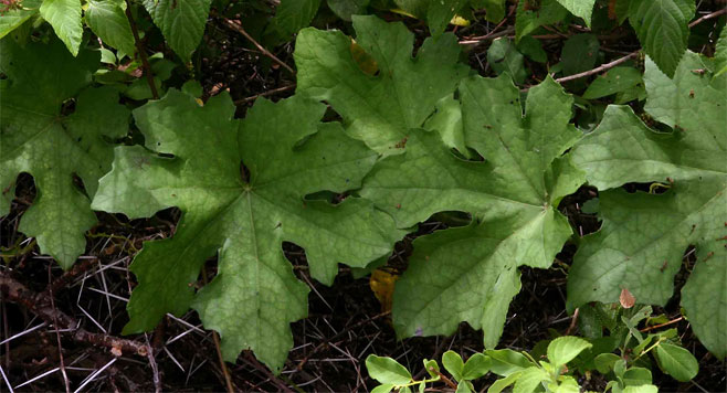 Luffa cylindrica