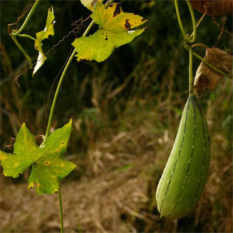 Luffa cylindrica