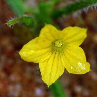 Cucumis anguria (Gherkin, West Indian gherkin) 
