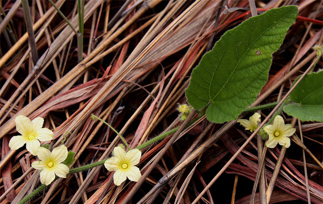 Cucumis hirsutus