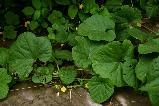 Cucumis melo (Muskmelon, including wintermelon and spanspek)