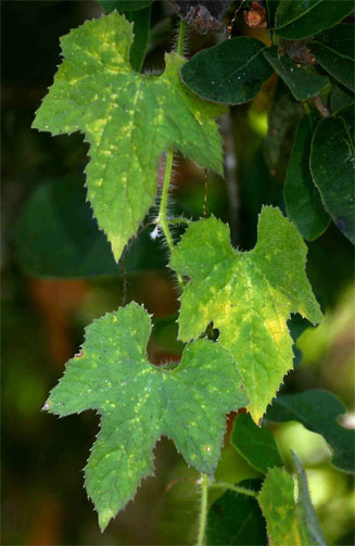 Cucumis metuliferus (Jelly melon, African horned cucumber, Kiwano)