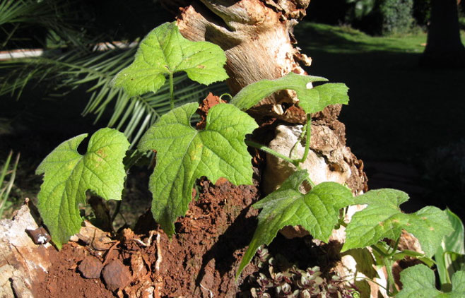 Cucumis metuliferus (Jelly melon, African horned cucumber, Kiwano)