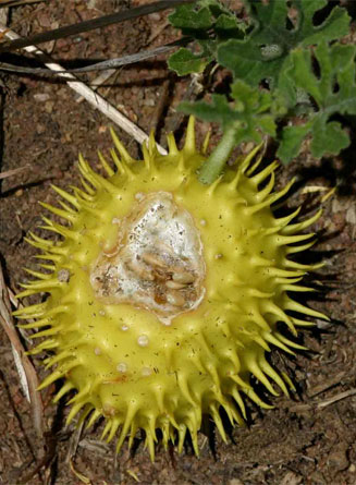 Cucumis zeyheri