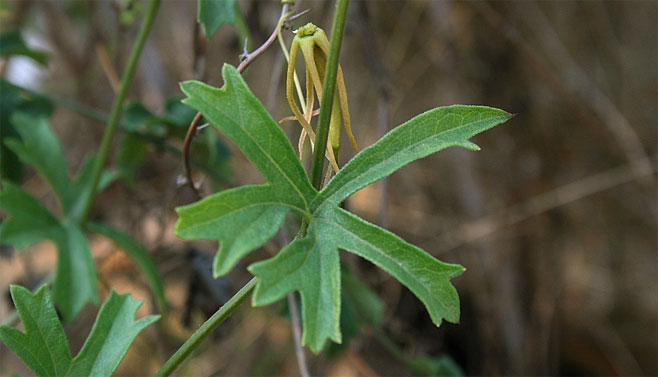 Trochomeria macrocarpa 