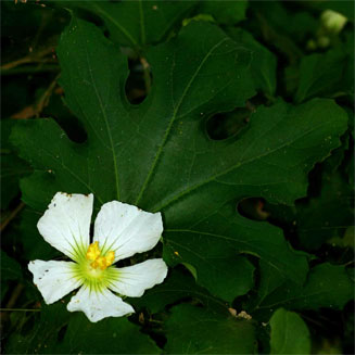 Lagenaria sphaerica