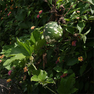 Lagenaria sphaerica