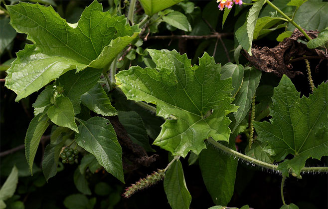 Lagenaria sphaerica