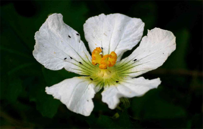Lagenaria sphaerica