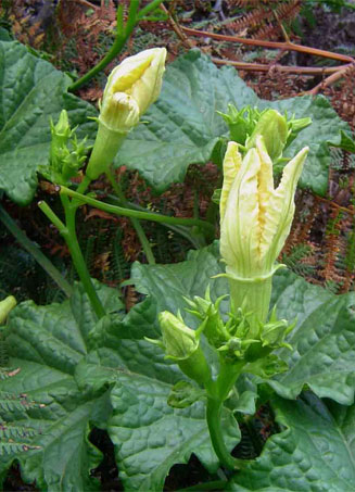 Peponium chirindense