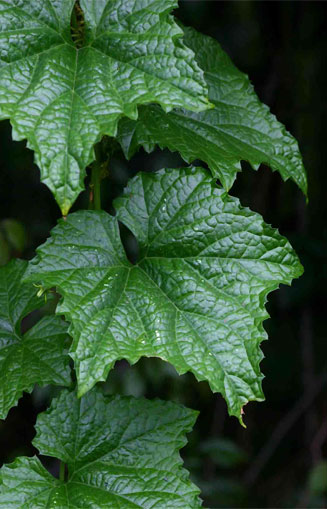 Peponium chirindense