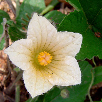 Coccinia adoensis
