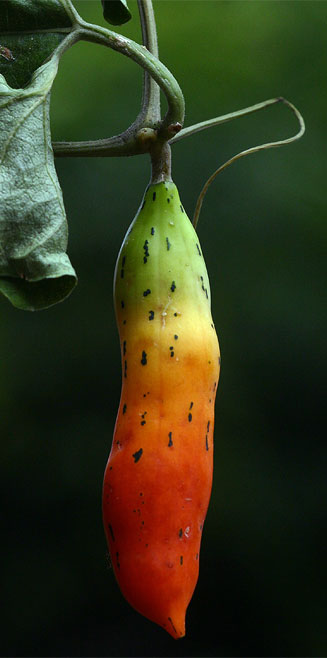 Coccinia adoensis