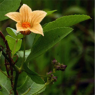 Coccinia adoensis