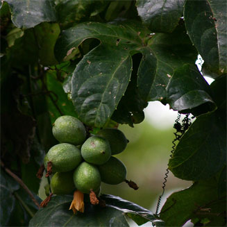Coccinia adoensis 
