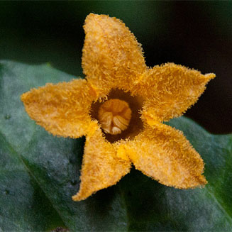 Coccinia adoensis 