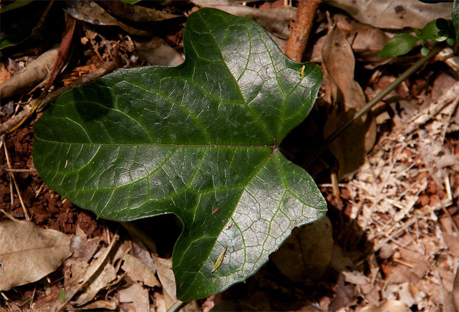 Coccinia adoensis 