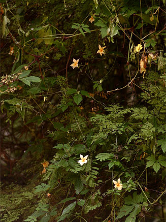 Momordica anigosantha
