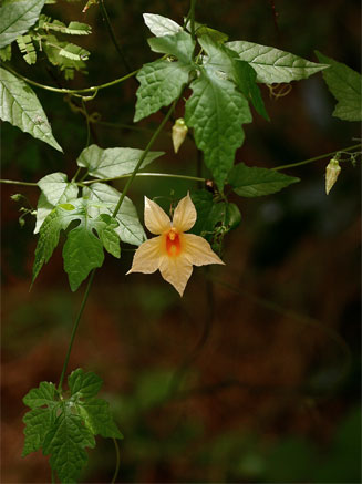 Momordica anigosantha