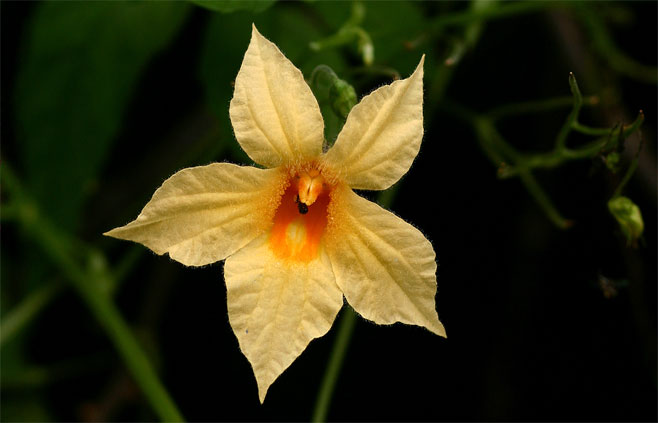 Momordica anigosantha