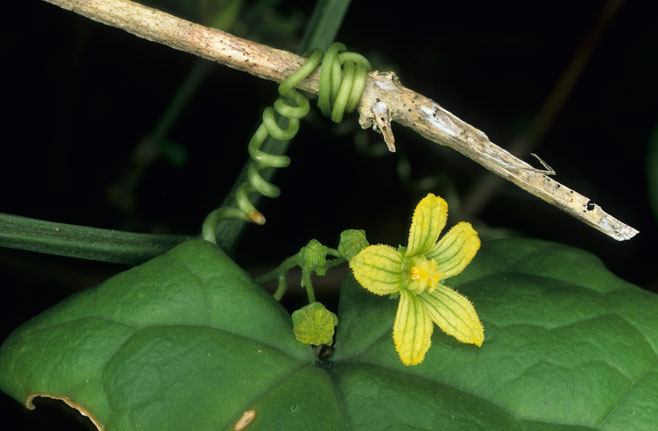 Kedrostis nana 