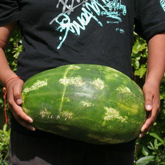 Citrullus lanatus (Watermelon, Tsamma)