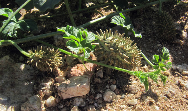 Cucumis africanus
