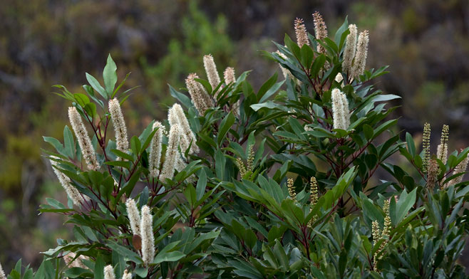 Cunonia capensis (Red alder)
