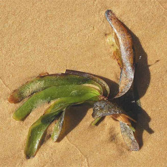 Thalassodendron ciliatum