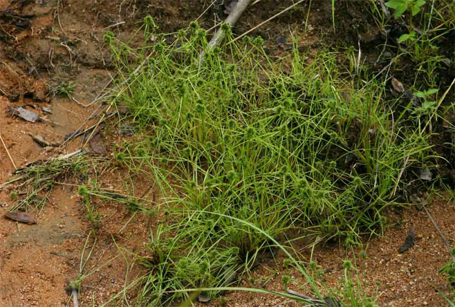 Lipocarpha rehmannii