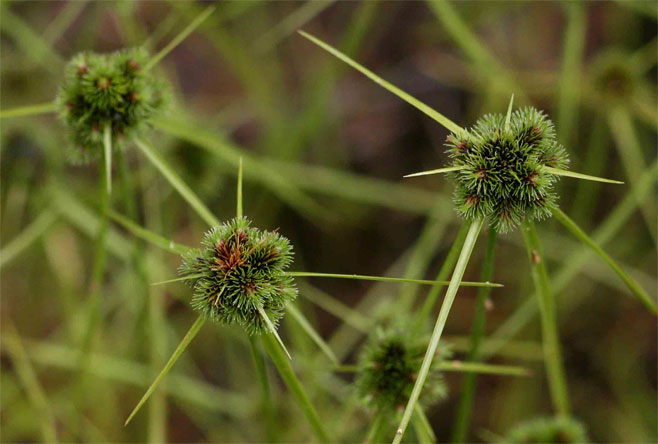 Lipocarpha rehmannii