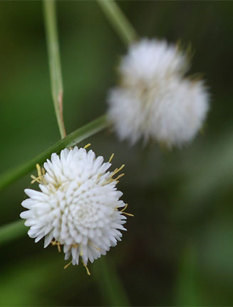 Ascolepis capensis 