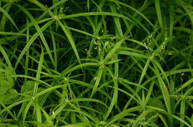 Cyperus albostriatus