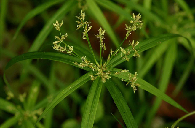 Cyperus albostriatus