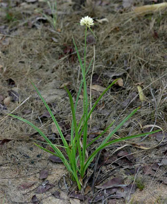 Cyperus angolensis