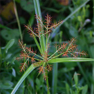 Cyperus distans