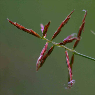 Cyperus distans