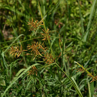 Cyperus esculentus (Yellow nutsedge)