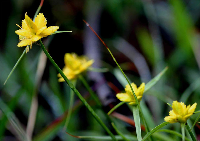 Cyperus obtusiflorus