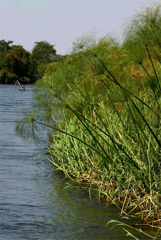 Cyperus papyrus (Papyrus)