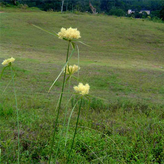 Cyperus hemisphaericus