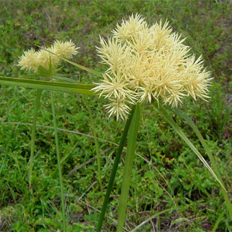 Cyperus hemisphaericus
