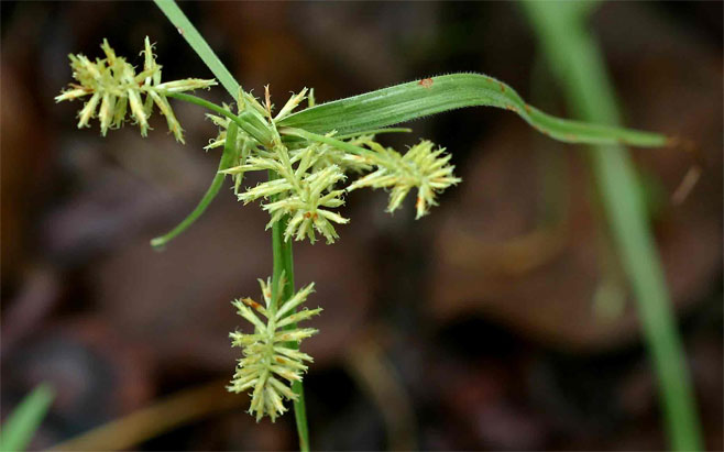 Mariscus psilostachys