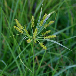 Mariscus sumatrensis