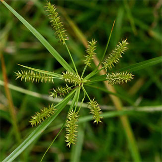 Mariscus sumatrensis