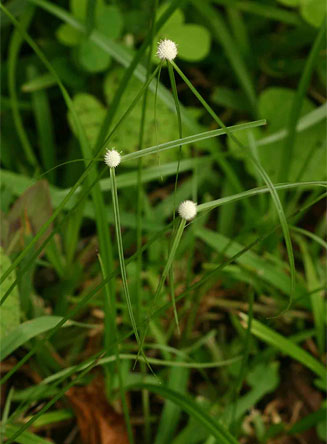 Kyllinga crassipes