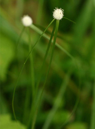 Kyllinga crassipes